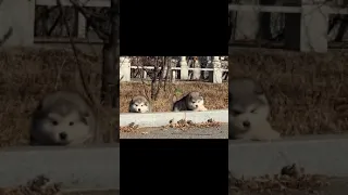 Alaskan Malamute Puppies Running  Funny and Cute Puppies Complication