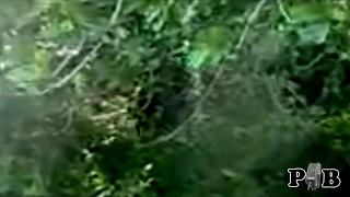 the "French Bigfoot?" video