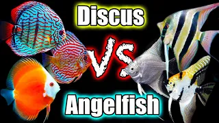 Maybe Discus Aren't All That Great? Discus vs Angelfish