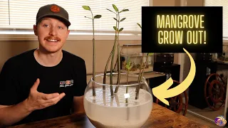 Easy and Simple Mangrove Grow Out!