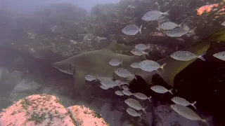 Grey Nurse shark fish school scuba diving Sydney Apartments best dive site