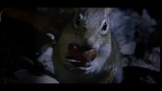 Survival of Chipmunk l Tiny giants l BBC Earth  l Documentary