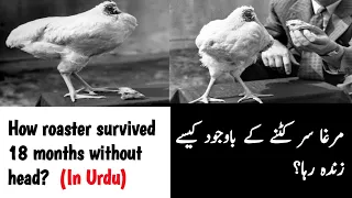 Chicken without head survived for 18 months | The Real Site | Urdu.