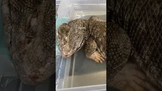 Savannah Monitor, October 2023