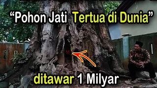 Pohon Jati tertua di dunia ditawar 1 milyar