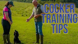 Cocker Spaniel Training