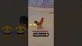 🐓 मुर्गी के पैर में बाजा।😂। #funny#comedy #viral #ytshorts #trending #youtubeshort #coce#reaction