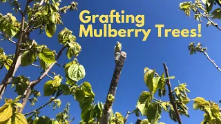 How to Graft Mulberry Trees!