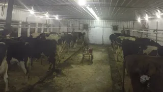 Milking Cows!!