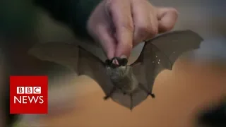 Would you give bats a home in your fridge? - BBC News