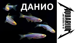 Рыбки данио и все о них!