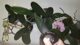 Душ для орхидей! Купаем ПРАВИЛЬНО💦🌱🌿☘
