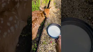 Feeding my baby deer