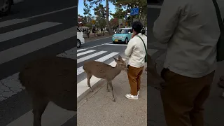 ADORABLE DEER CROSS AT A ZEBRA CROSSING, NARRA DEER PARK,NARRA,JAPAN #narra #japan #deer