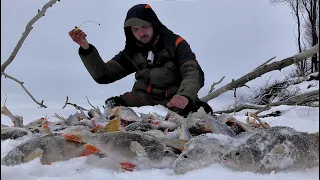 НА СВАЛЕ В ЯМУ, ГДЕ ЖИВУТ КАБАНЫ!! Рыбалка на Оби в коряжнике. Крупный окунь на безмотылку.