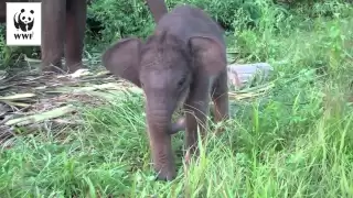 Baby elephant learns to use her trunk