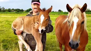 ЛОШАДИ/ УРА!!! НАША ЗАРИНА ОЖЕРЕБИЛАСЬ!!!/horses/mare foaled