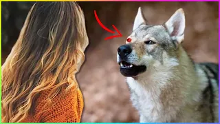 Dziewczyna karmiła bezpańskiego psa który wygląda jak wilk i pewnego dnia uratował jej życie