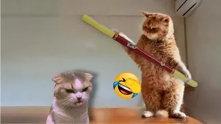 So Funny! Funniest Cats and Dogs 2024 😘😸 Best Funny Videos compilation Of The Month 😹😂