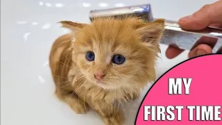 First Time Trying To Washing My Gorgeous Kitten 😻😍🐾🛁🧴🚿