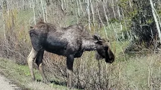 Moose at the east gate of @GlacierNPS