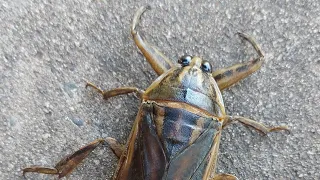 Lethocerus Deyrollei, Giant water bug 🪲 #Shorts