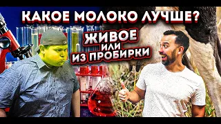 Какое молоко самое полезное: цельное или пастеризованное?