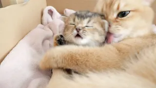 Mother cat's hug is so intense