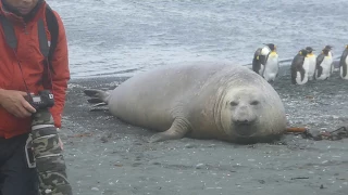 Elephant Seal sees off tourist