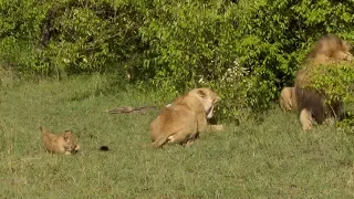 Male Lion Chases Newborn Cub Away