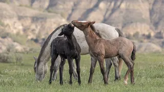 Springtime 2022 Wild Horses Stallions Mares Foals in Theodore Roosevelt National Park by Karen King