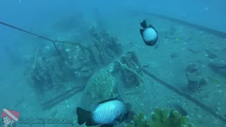 Hawaii Scuba Diving On The Sea Tiger Shipwreck - vlog 348
