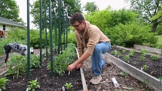 How We Prune and Stake Our Tomatoes For Maximum Production and Health