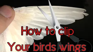 HOW To clip YOUR birds wings