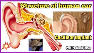 Structure of human ear ( Internal Structure and Cochlear implant )  By Prof. Prakash Surve