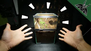 ULTIMATE FOSSORIAL TARANTULA ENCLOSURE!