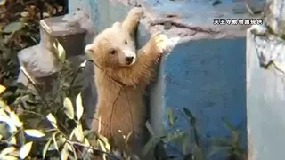 ホッキョクグマの赤ちゃん、お披露目へ　天王寺動物園