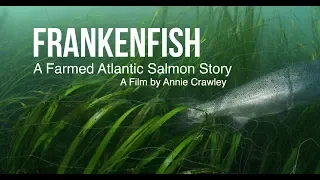 Frankenfish A Farmed Atlantic Salmon Story by Annie Crawley