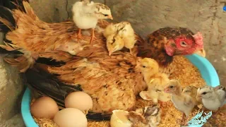 Hen Harvesting Eggs to Chicks New "BORN" Amazing Smallest Birds (Fish Cutting)