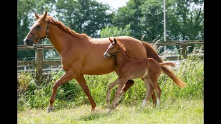 Feeding the Stallion, Broodmare and Youngstock