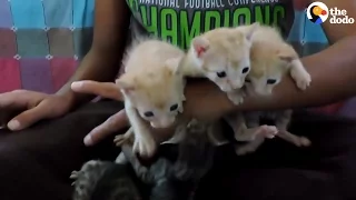 Kittens Stuck In Vent Waited For Someone To Save Them