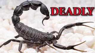 I Put a Scorpion on DeathRow