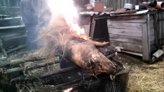 Roscovanul Dintos la parlirea porcului.