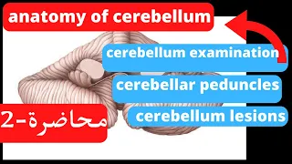 Anatomy of the cerebellum -part 2