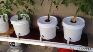 Cheap DIY Bato/Dutch Bucket Hydroponic System