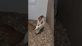 My snake is sleeping