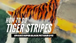Tiger Stripes Creative Dog Grooming with OPAWZ Super Black Pet Hair Dye