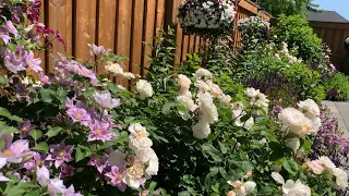 How To Care for Rose & Clematis // Slow Garden Tour of Roses & Hydrangeas before ➡️🪲🥺😢- June 2021