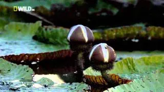 Amazonian Giant Water Lily