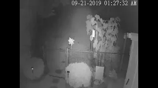 fairy on security camera